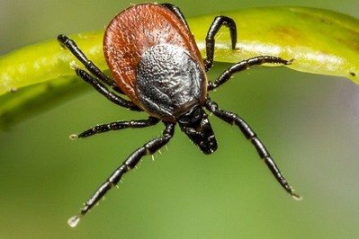 Borelioza wciąż groźna: skuteczny lek jest już na horyzoncie!