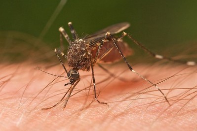 Skuteczne i tanie sposoby na komary