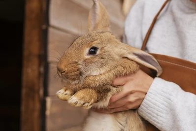 Tragedia: 9-letni chłopiec zabił 12 zwierząt w mini zoo!